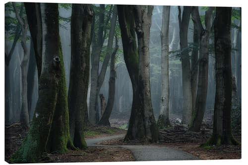 Canvas print A Path Through the Forest