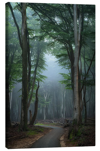 Canvas print Morning Mood in the Forest