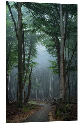 Tableau en PVC Morning Mood in the Forest