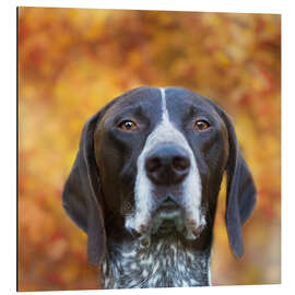 Tableau en aluminium Autumn dog portrait