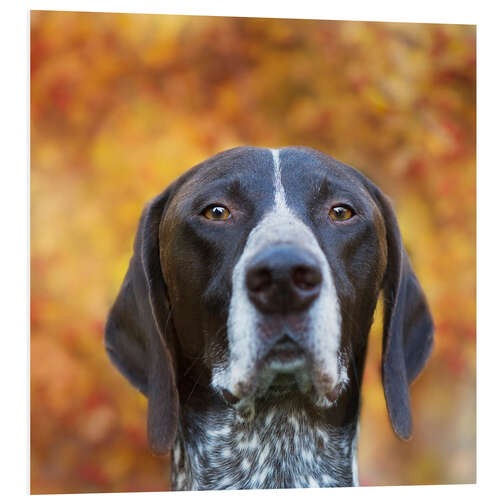 Foam board print Autumn dog portrait