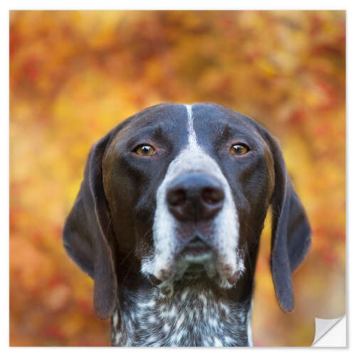 Wall sticker Autumn dog portrait