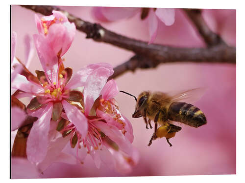 Tableau en aluminium Busy Bee Approaching