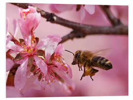 Foam board print Busy Bee Approaching