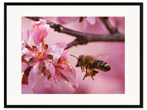 Kehystetty taidepainatus Busy Bee Approaching