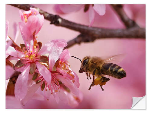 Vinilo para la pared Busy Bee Approaching