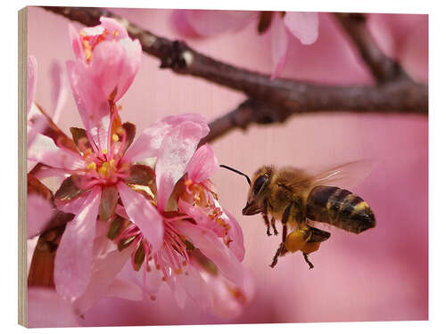 Hout print Busy Bee Approaching