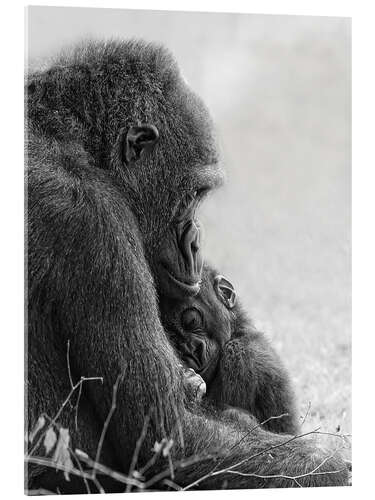 Acrylic print Mother love with baby gorilla