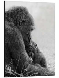 Aluminium print Mother love with baby gorilla