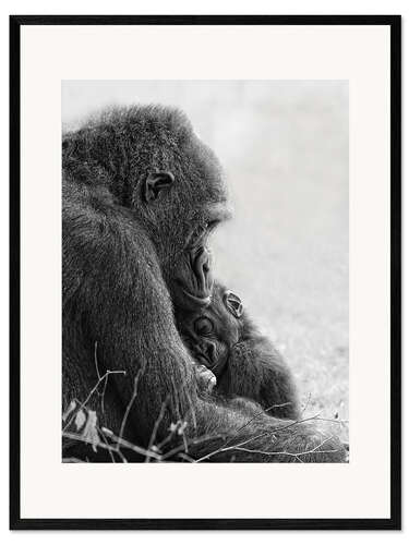 Ingelijste kunstdruk Mother love with baby gorilla