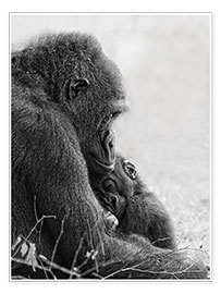 Poster Mutterliebe mit Baby Gorilla