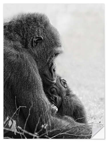 Vinilo para la pared Mother love with baby gorilla