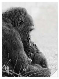 Selvklebende plakat Mother love with baby gorilla