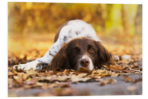 Foam board print Munsterlander in autumn leaves