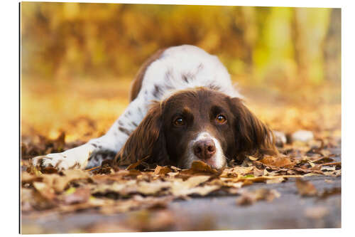 Gallery print Munsterlander in autumn leaves