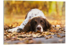 Gallery print Munsterlander in autumn leaves