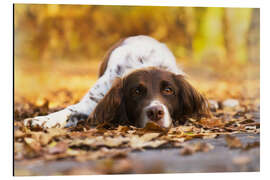 Magnettafel Münsterländer im Herbstlaub