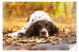 Sticker mural Munsterlander in autumn leaves