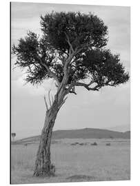 Aluminium print Acacia in the Savannah