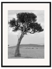 Gerahmter Kunstdruck Akazie in der Savanne