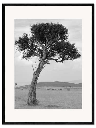 Ingelijste kunstdruk Acacia in the Savannah