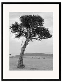 Ingelijste kunstdruk Acacia in the Savannah