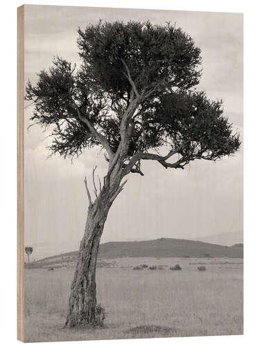 Wood print Acacia in the Savannah