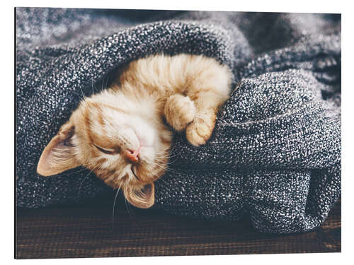 Aluminium print Cute Baby Cat