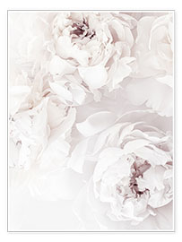 Poster  Peonie Delicate