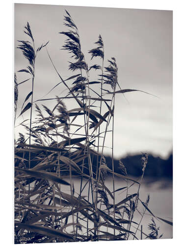 Foam board print Reed in the Wind