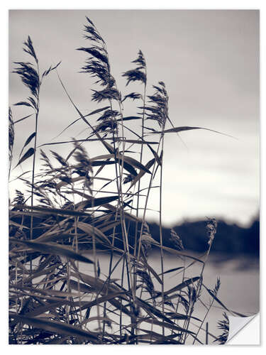 Självhäftande poster Reed in the Wind