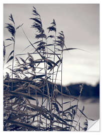 Selvklebende plakat Reed in the Wind