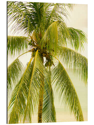 Alubild Palme mit Kokosnüssen