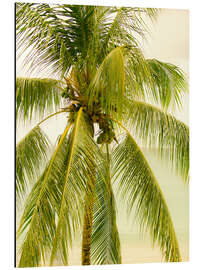 Aluminium print Palm Tree with Coconuts