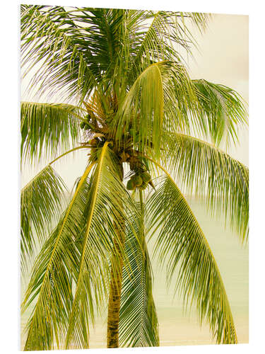 Foam board print Palm Tree with Coconuts