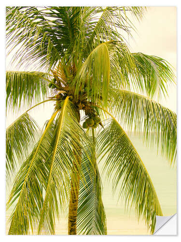 Wandsticker Palme mit Kokosnüssen