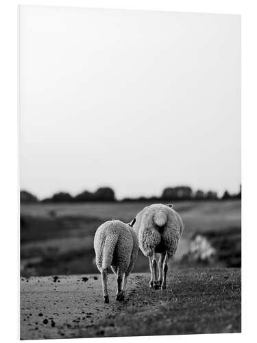 Foam board print Two Sheep on a Journey