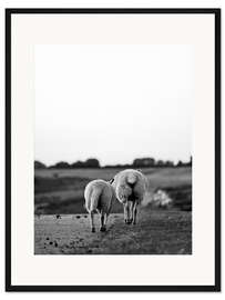 Gerahmter Kunstdruck Zwei Schafe auf Reisen