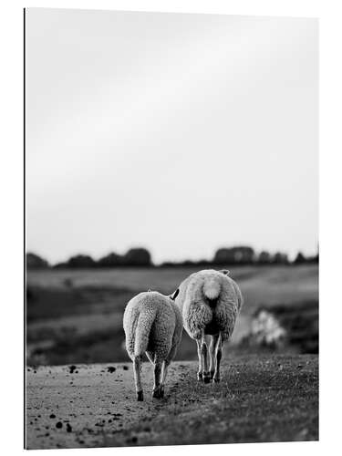 Quadro em plexi-alumínio Two Sheep on a Journey