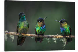 Gallery print Three Feathered Friends