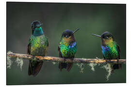 Magnettafel Drei gefiederte Freunde