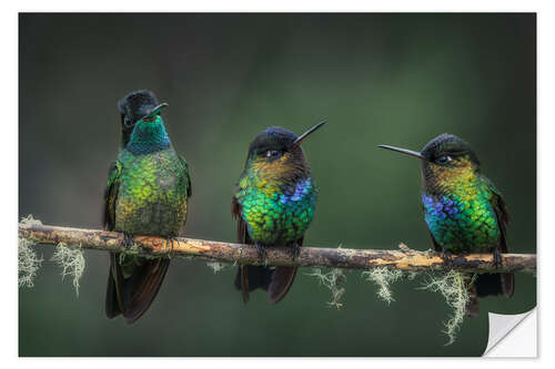 Naklejka na ścianę Three Feathered Friends