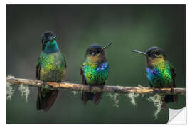 Naklejka na ścianę Three Feathered Friends