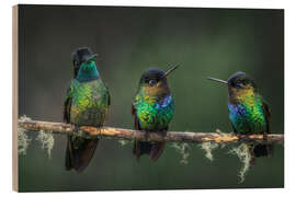 Hout print Three Feathered Friends