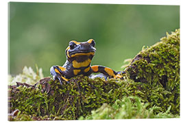 Quadro em acrílico Fire Salamander