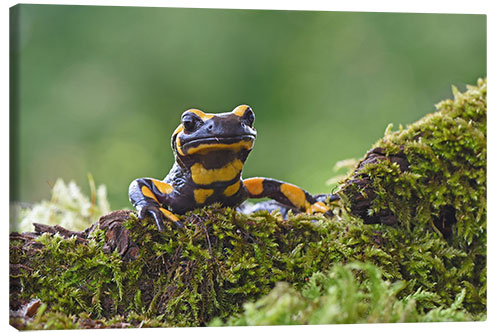 Leinwandbild Feuersalamander