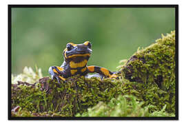 Gerahmter Kunstdruck Feuersalamander