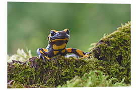 Tableau en PVC Fire Salamander