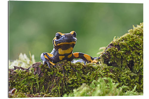 Gallery print Fire Salamander