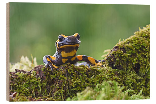 Holzbild Feuersalamander